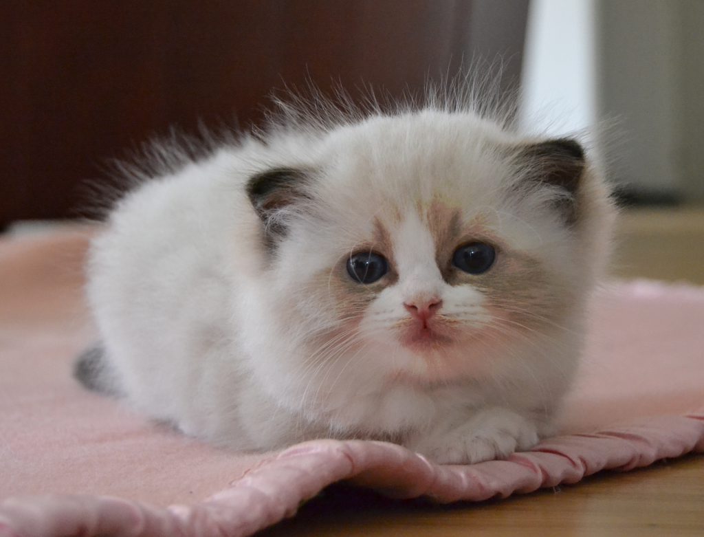 small ragdoll