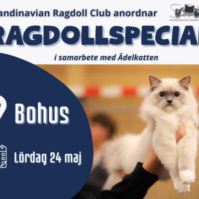 Ragdollspecial på Ädelkattens utställning i Bohus